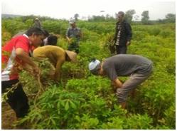 Pelaksanaan Ubinan Bersama di Kecamatan Kaliwungu Selatan